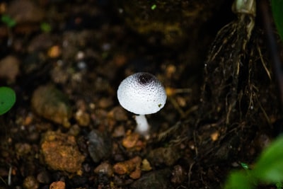 黑土上的白蘑菇